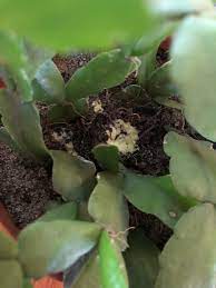 Repot your cactus in a small container with drainage holes that's filled with succulent potting mix. Does Anyone Have An Idea What This Is Growing In The Soil Of My Christmas Cactus It Looks Like Some Kind Of Mold It S White Not Slimy Or Sticky Doesn T Come