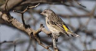 Mengenal Ciri Ciri Burung Blackthroat Jantan Paling Akurat Burung Afrika Kenari