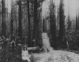 Gercek Mi Kurgu Mu 10 Madde Ile Gunumuzun En Korkutucu Yaratigi Slender Man Slender Man Korku Hikayeleri Creepypasta