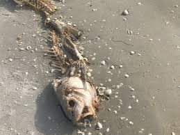 There are no red tide cleanup operations scheduled for july 13, but staff continues to. 5 Things To Keep In Mind About Red Tide In 2019 Ocean Conservancy