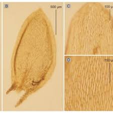 Image result for Ixora kalehensis