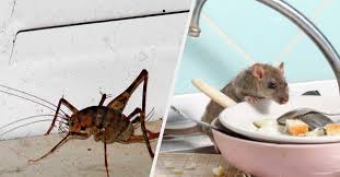 There are actually several species called camel crickets, but most of them are unimportant as pests. 24 Pest Horror Stories That Will Make You Say Oh Hell No
