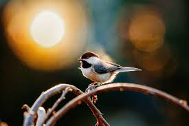 Do I have backyard bird watchers like myself? This is one of my de  stressors when I am having a tough day. 📍Snow Hill North Carolina Sony  a7iv Tamron 150-500
