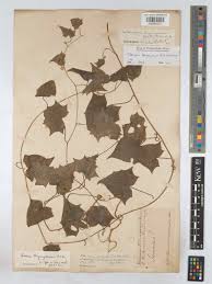 Image result for Mikaniopsis