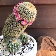 Desert cactus bloom, white flower on saguaro, yellow stamen in saguaro flower6 comments on the best time to see the saguaro cactus bloom. My Cactus Is Flowering For The First Time Pics