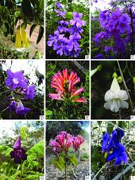 Image result for Bignoniaceae