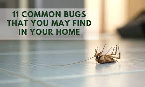 When it comes to pest control, who is financially responsible? 11 Common Bugs That You May Find In Your Home