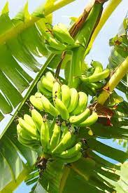 How To Grow Banana Plants Indoors And Outdoor Gowritter Banana Plants How To Grow Bananas Banana