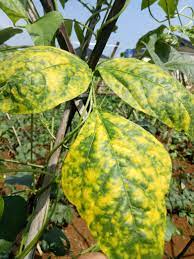 Check spelling or type a new query. Penyakit Kuning Menjangkit Harga Kacang Panjang Siap Melangit News Kabar Negeri