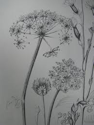 Tekening Fluitekruid Uit Een Boek Bloemen Tekenen Illustratie Bloem Bloem Tekening