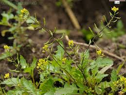 Image result for Rorippa