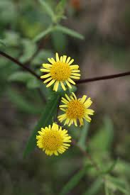 Image result for Pentanema