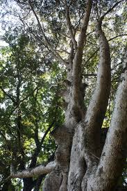 Image result for Canarium