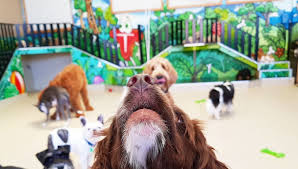 We considered customers' reviews, pet daycare & boarding finished projects and their closeness to you. Dogs Hq Doggy Day Care Doggy Day Care In Abbotsford Melbourne