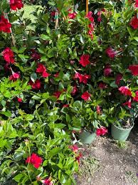 Image result for dipladenie sanderi obrázek