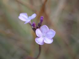 Image result for Buchnera