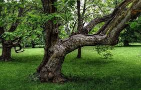Und wie lässt sich der baum sicher und günstig beseitigen? Baumgutachter Baumsachverstandiger Fur Baumpflege Im Garten Kosten