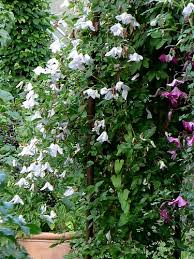 Image result for Lankesteria alba