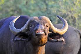 Say hello to the tamaraw (bubalus mindorensis), a rare and critically endangered species of dwarf water buffalo found this article first appeared in the october 2018 issue of smile magazine. Buffalo Of The Kruger National Park Aka The African Or Cape Buffalo