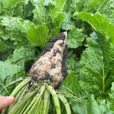Image result for sugar beet