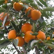 Kaki Plaqueminier Astuce Jardin Arbre De Jardin Pamplemoussier