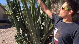 Fruits ripen to a soft red color and often split open while still on the plant. Peruvian Apple Cactus Cuttings Youtube