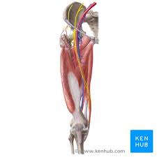Finally, the hamstring muscles that run down the back of the thigh start on the bottom of the pelvis. Lower Extremities Arteries And Nerves Anatomy Branches Kenhub