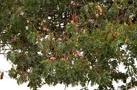 Image result for Baikiaea