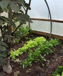 Ground Bed Greenhouse Organic Seeds All About Plants
