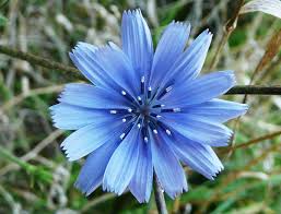 Image result for Cichorium