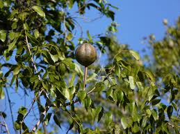 Image result for Swietenia