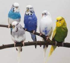 طائر البادجي اجمل الطيور فى العالم parakeet pet birds parakeet art