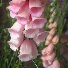 Image result for Digitalis purpurea alba/ red spots