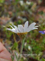 Δάνεια λέξη από την περσική (marvarit). Anthemis Chia Agria Margarita Agrioloyloyda Agria Manitaria