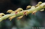 Image result for Bulbophyllum schimperianum