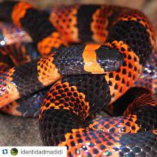 Pin On Incredible And Beautiful Animals And Wildlife