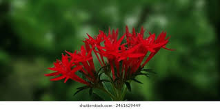 Image result for Rhodopentas