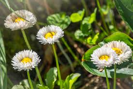 Image result for Bellis
