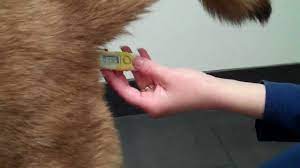 Her temp was 99.9 on tuesday but now is 99.2. How To Take Your Dog S Temperature Mp4 Youtube