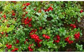 Image result for Vaccinium madagascariense