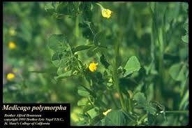 Image result for Medicago polymorpha