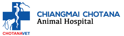 Check spelling or type a new query. Chiang Mai Chotana Animal Hospital