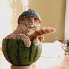 National Watermelon Day Ways To Celebrate With Cats Watermelons Cattime Funny Cat Videos Cute Cats Cats