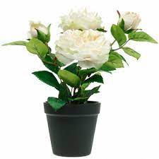 Check spelling or type a new query. Peony In A Pot Romantic Decorative Rose Silk Flower Cream White 11895 Buy Online