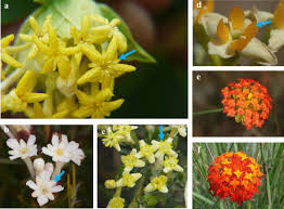 Image result for Gnidia chapmanii