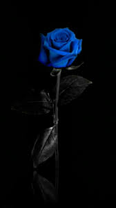 Blue Rose 540 X 960 Blue Roses Wallpaper Blue Flower Wallpaper Flower Phone Wallpaper