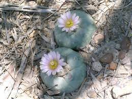 On april 21, 2007, cactus was hit by an ef2 tornado.9 in all, 16 tornadoes were reported across the texas panhandle on that saturday evening, including one in tulia that damaged several businesses and injured three people, but cactus suffered comparably. Star Cactus Federal State Listed Plants Of Texas