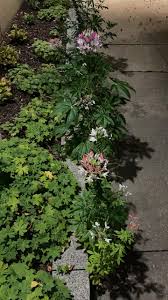 Image result for Chlorophytum macrorrhizum