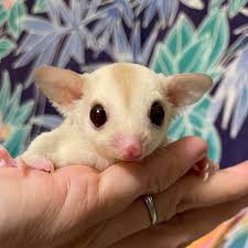 ぷくぷくモモンガ