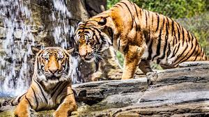 Início tags papel de parede 4d. 4k Tapeten Hd Tiger Tigre Tapete 3840x2160 Wallpapertip